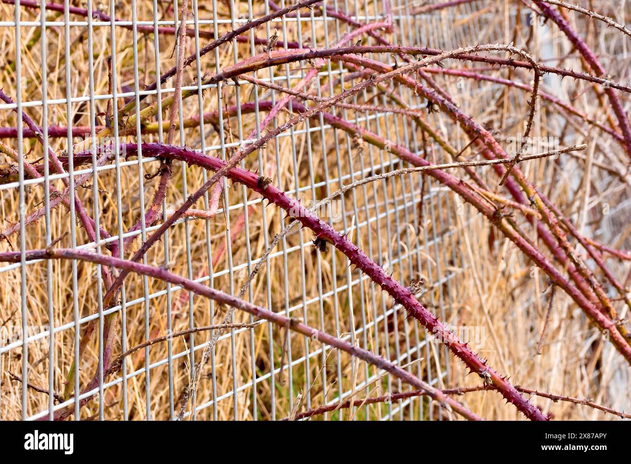 Bramble oder Brombeere (rubus fruticosus), Nahaufnahme, in der mehrere Läufer oder Stiele sich ihren Weg drängten, das Netz eines Metallzauns werfen. Stockfoto