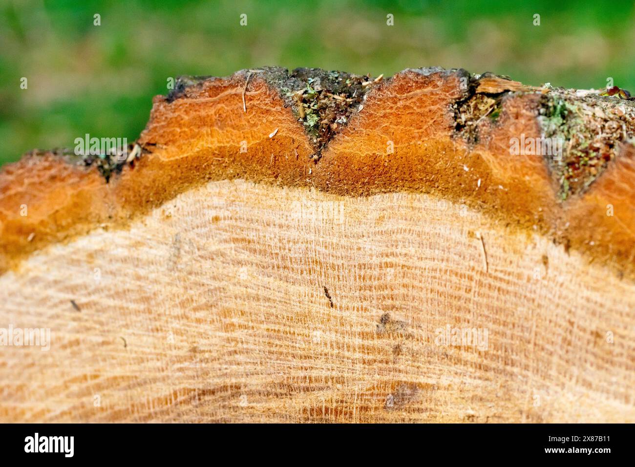 Nahaufnahme des Endes einer kürzlich gefällten Kiefer, die die innere Struktur des Kernholzes und die äußere Rindenbedeckung zeigt. Stockfoto