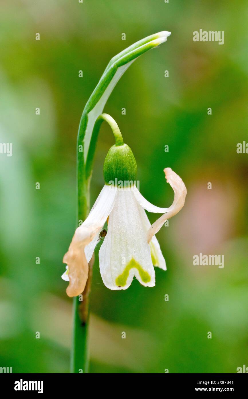 Schneeglöckchen (galanthus nivalis), Nahaufnahme einer einzigen toten Blume. Stockfoto