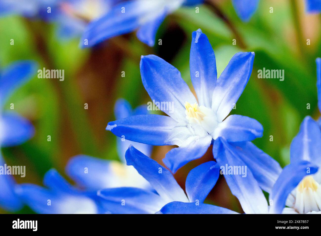 Spring Squill (scilla Verna), vielleicht Glory-of-the-Snow (scilla forbesii oder luciliae, chionodoxa siehei), Nahaufnahme einer einzigen blauen Blume aus vielen. Stockfoto