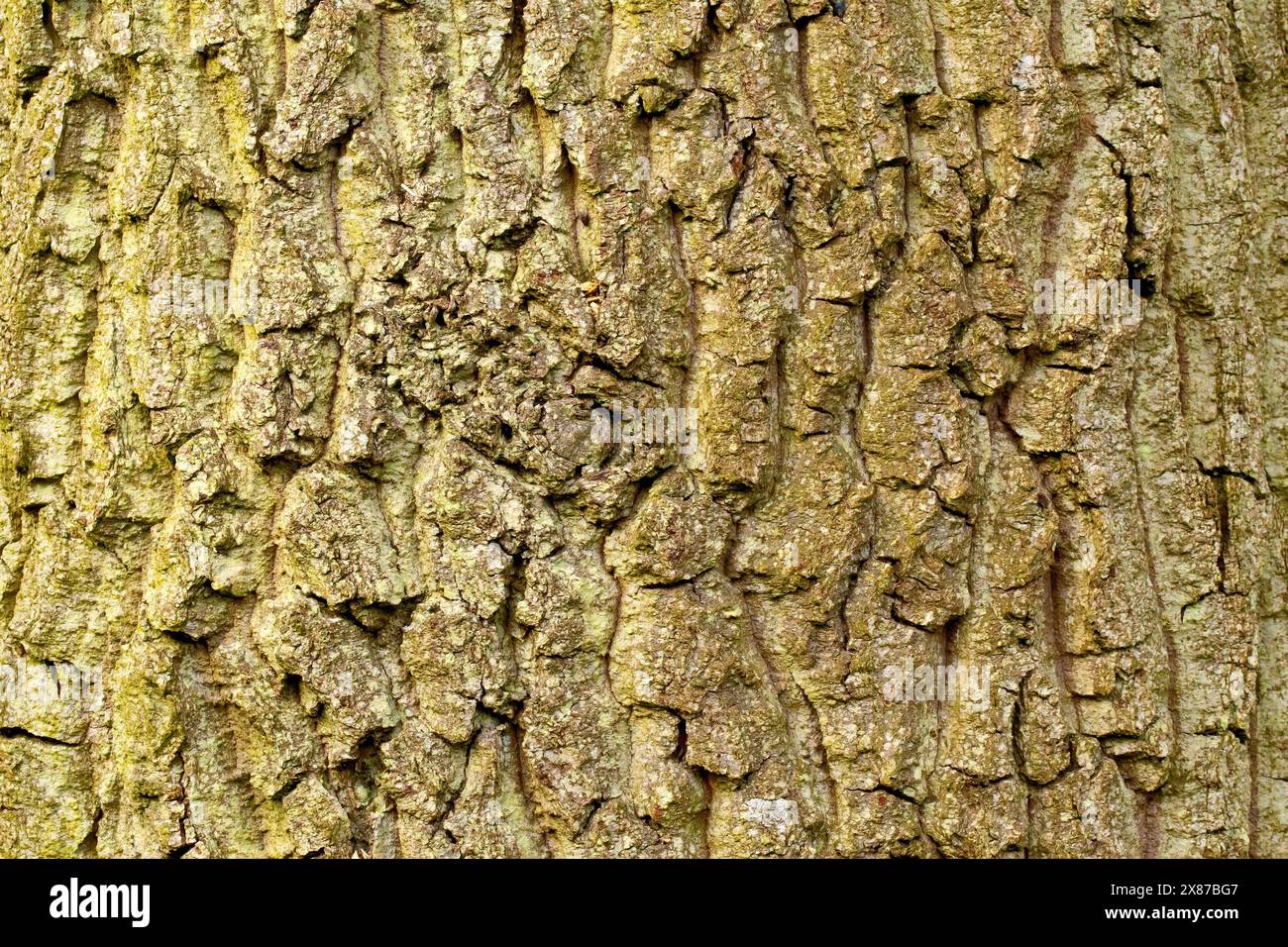Wych Ulm (ulmus glabra), Nahaufnahme, die die raue gebrochene Struktur der Rinde auf einem Reifen Exemplar des Baumes zeigt. Stockfoto