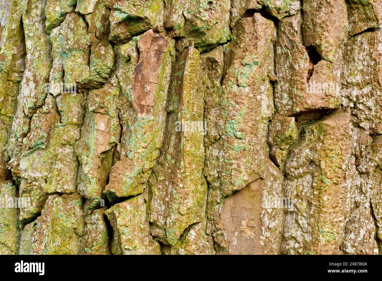 Wych Ulm (ulmus glabra), Nahaufnahme, die die raue gebrochene Struktur der Rinde auf einem Reifen Exemplar des Baumes zeigt. Stockfoto