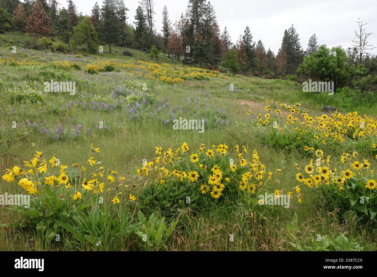 Natürliche farbenfrohe idyllische Weitwinkellandschaft mit schwarzäugigen susan-Wildblumen, die auf einer Wiese blühen, Columbia River Gorge, The Dalles, Oregon Stockfoto