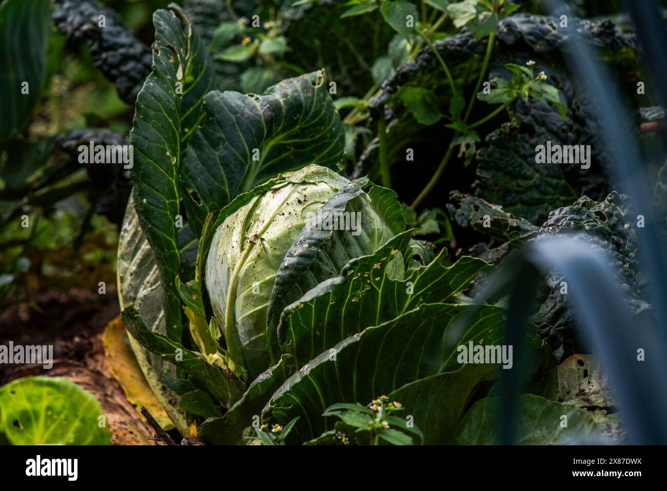 Nahaufnahme eines Grünkohls, auch Brassica oleracea genannt, im Gemüsegarten in Cogollo del Cengio in der Provinz Vicenza in Veneto Italien Stockfoto