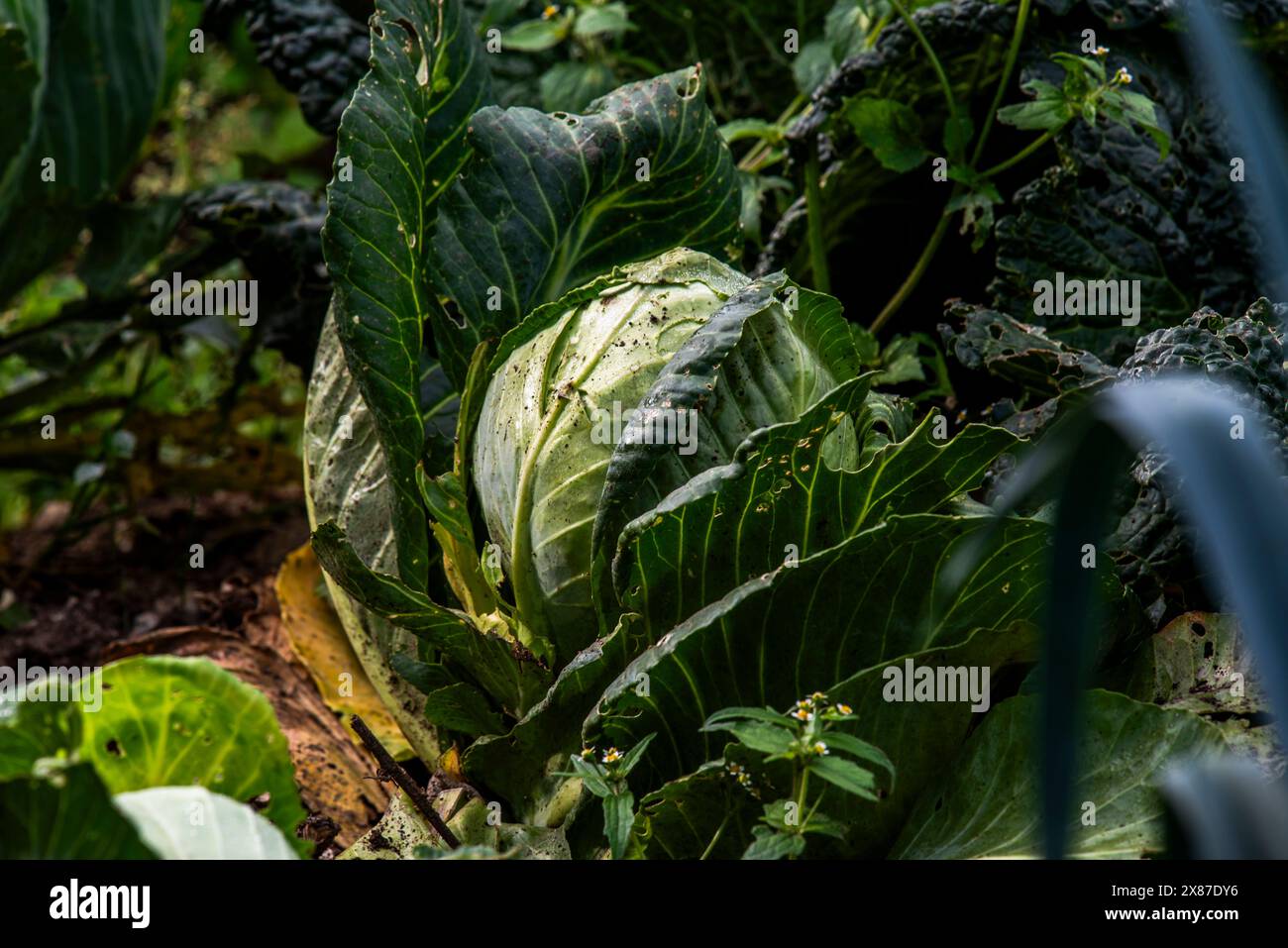 Nahaufnahme eines Grünkohls, auch Brassica oleracea genannt, im Gemüsegarten in Cogollo del Cengio in der Provinz Vicenza in Veneto Italien Stockfoto