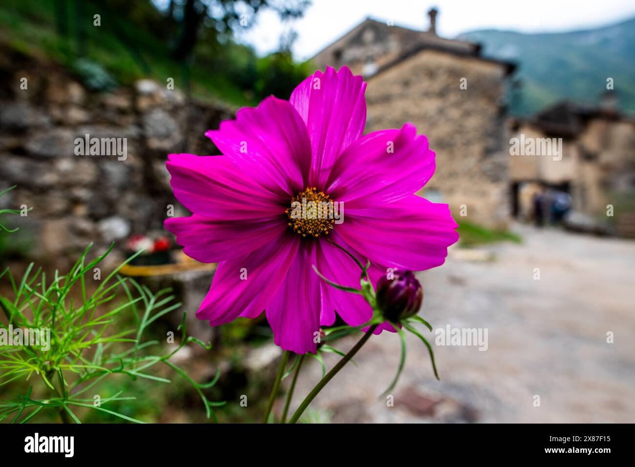 Nahaufnahme eines violetten Cosmos bipinnatus mit verschwommenem Hintergrund in der üppigen venezianischen Landschaft in der Nähe von Cogollo del Cengio in der Provinz Vicenza Vene Stockfoto