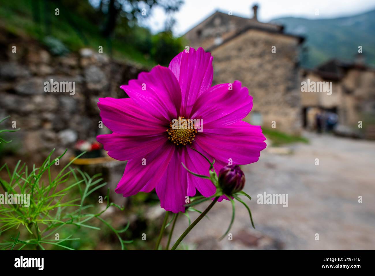 Nahaufnahme eines violetten Cosmos bipinnatus mit verschwommenem Hintergrund in der üppigen venezianischen Landschaft in der Nähe von Cogollo del Cengio in der Provinz Vicenza Vene Stockfoto