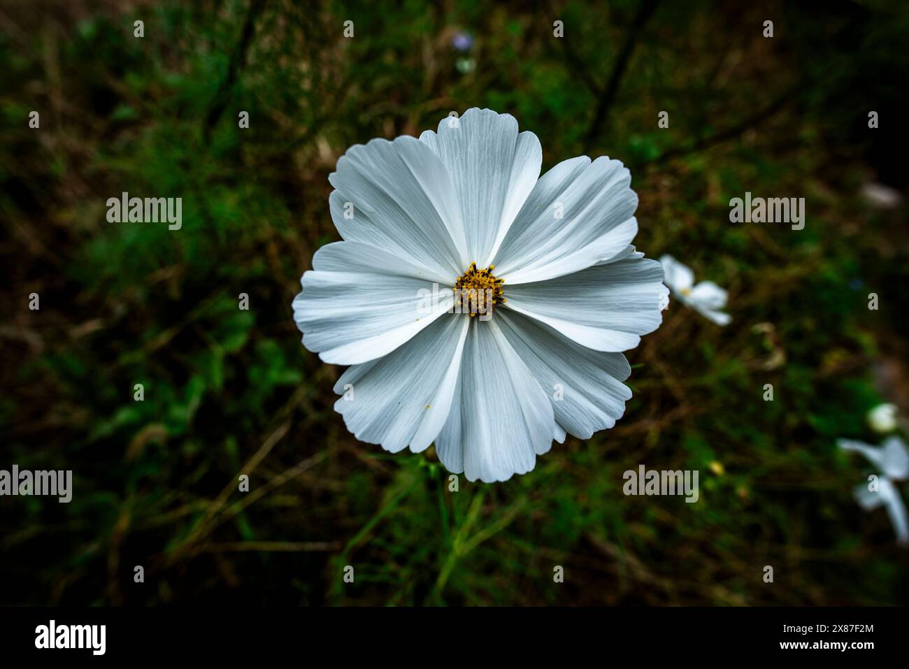 Nahaufnahme eines weißen Cosmos bipinnatus mit verschwommenem Hintergrund in der üppigen venezianischen Landschaft in der Nähe von Cogollo del Cengio in der Provinz Vicenza Venet Stockfoto