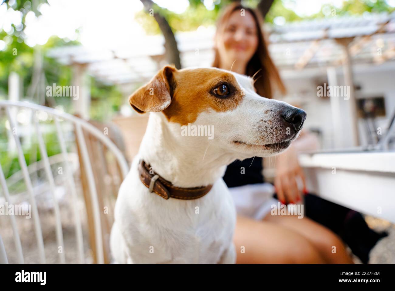 Jack Russel Terrier mit Frau im Garten Stockfoto