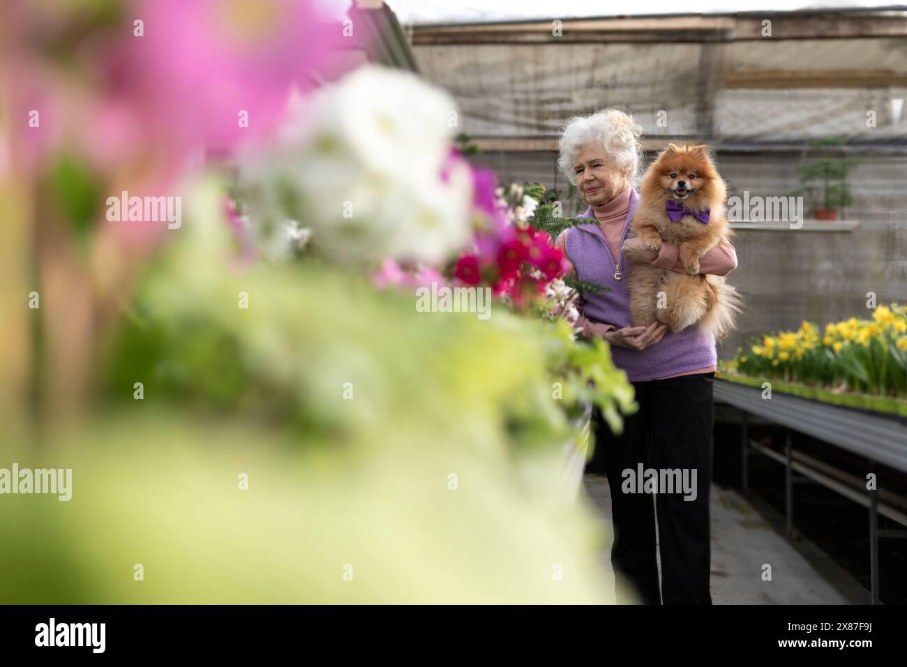 Seniorin mit Hund im Blumenladen Stockfoto