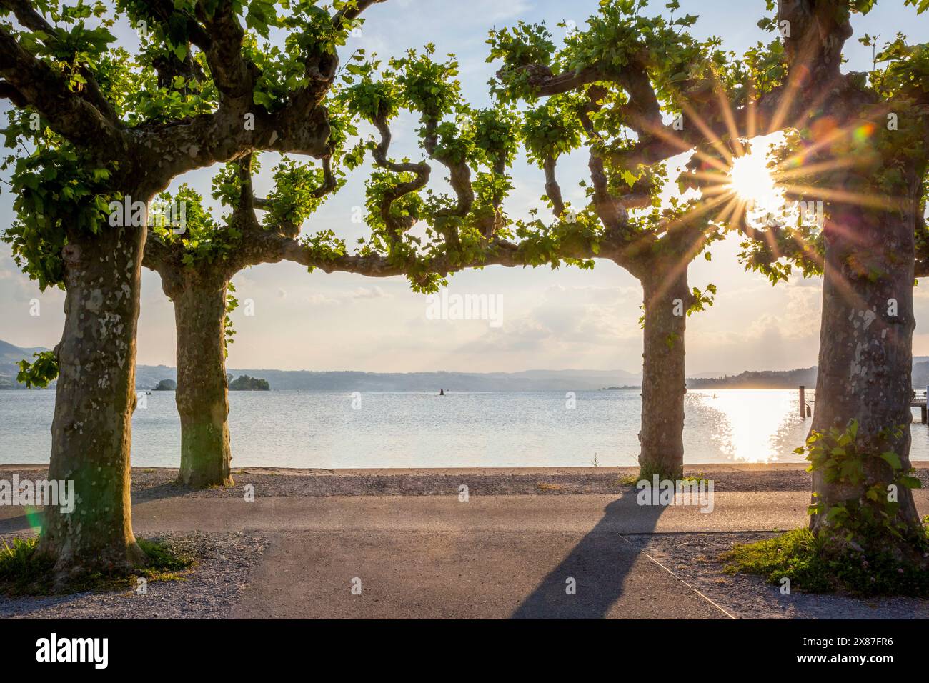 Hinterleuchtete Bäume an der Promenade in der Nähe des Zürichsees, Rapperswil, Kanton St. Gallen, Schweiz Stockfoto