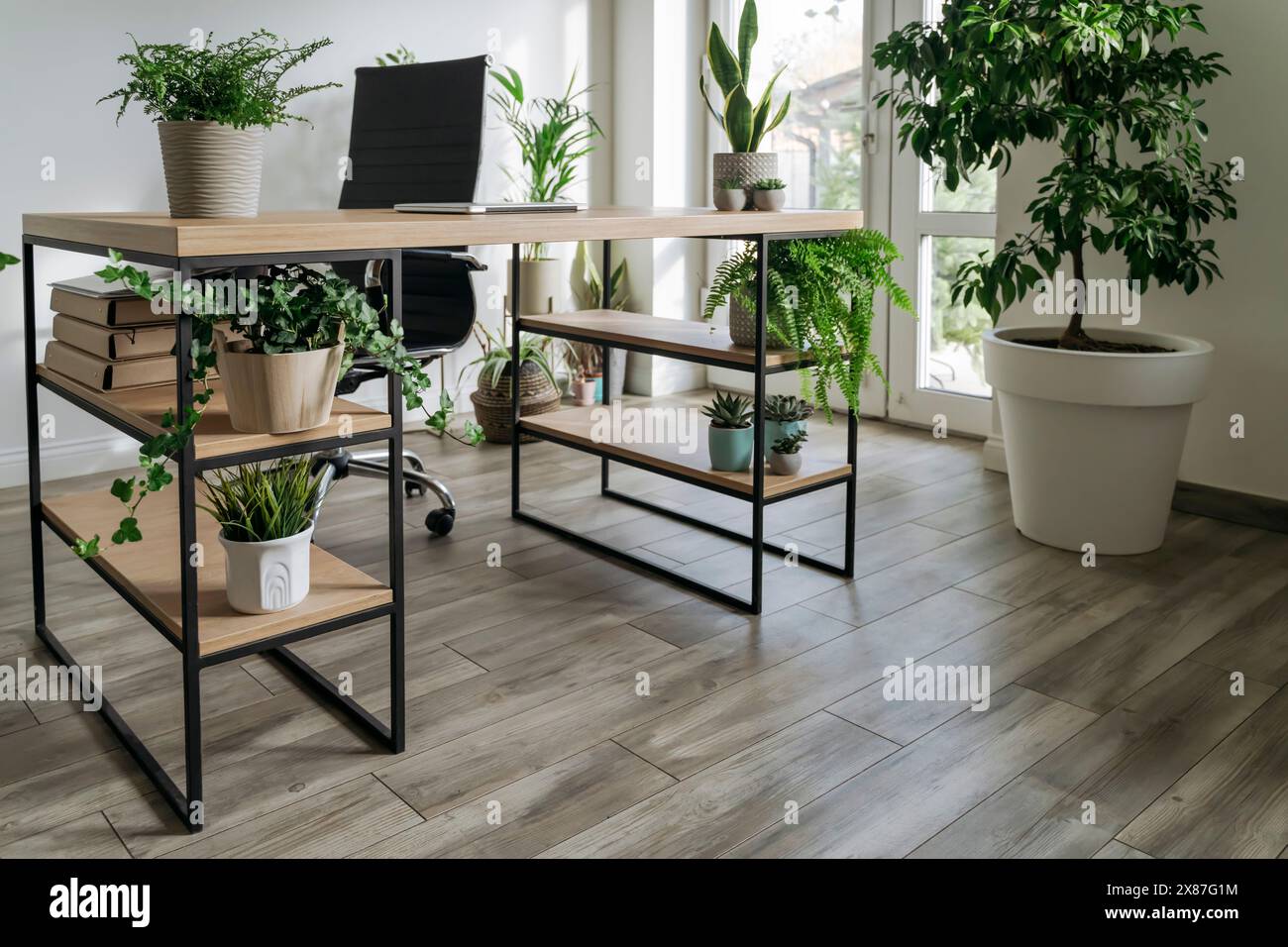 Pflanzen auf dem Schreibtisch über dem Hartholzboden im Büro Stockfoto