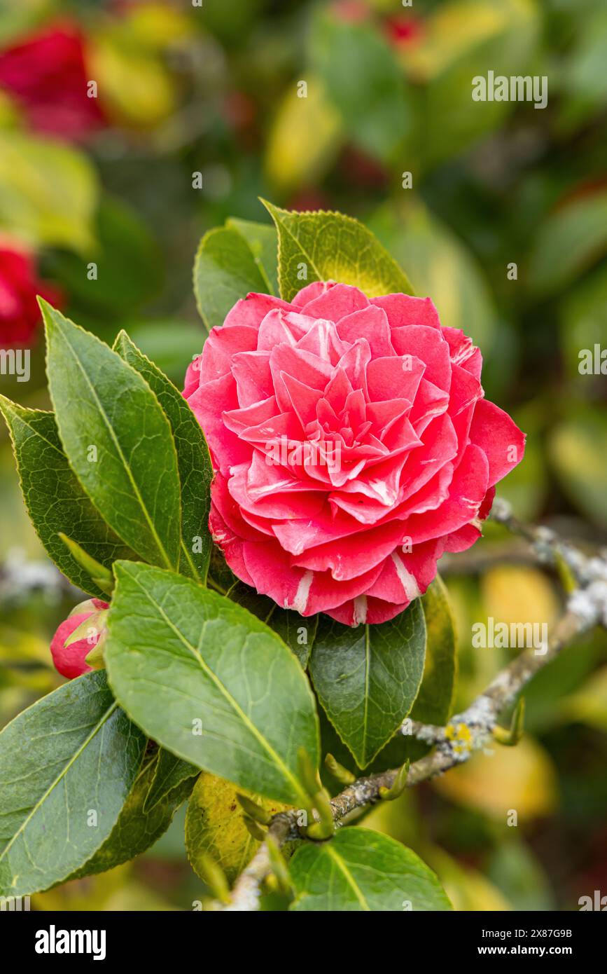 Nahaufnahme einer rosa/roten Kamelie mit einem weißen Streifen, der im Frühjahr im Bowood Woodland Garden, Calne, Wiltshire, England, Großbritannien blüht Stockfoto