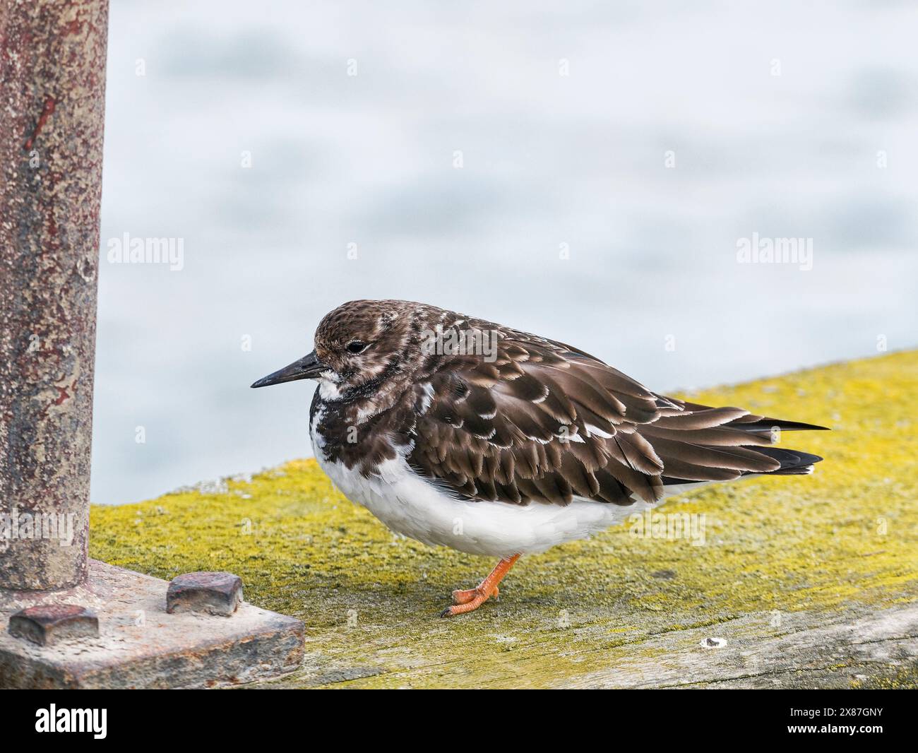 Der Zugturnstein Arenaria Interpres in Blyth< Northumberland, Großbritannien im Frühjahr. Stockfoto