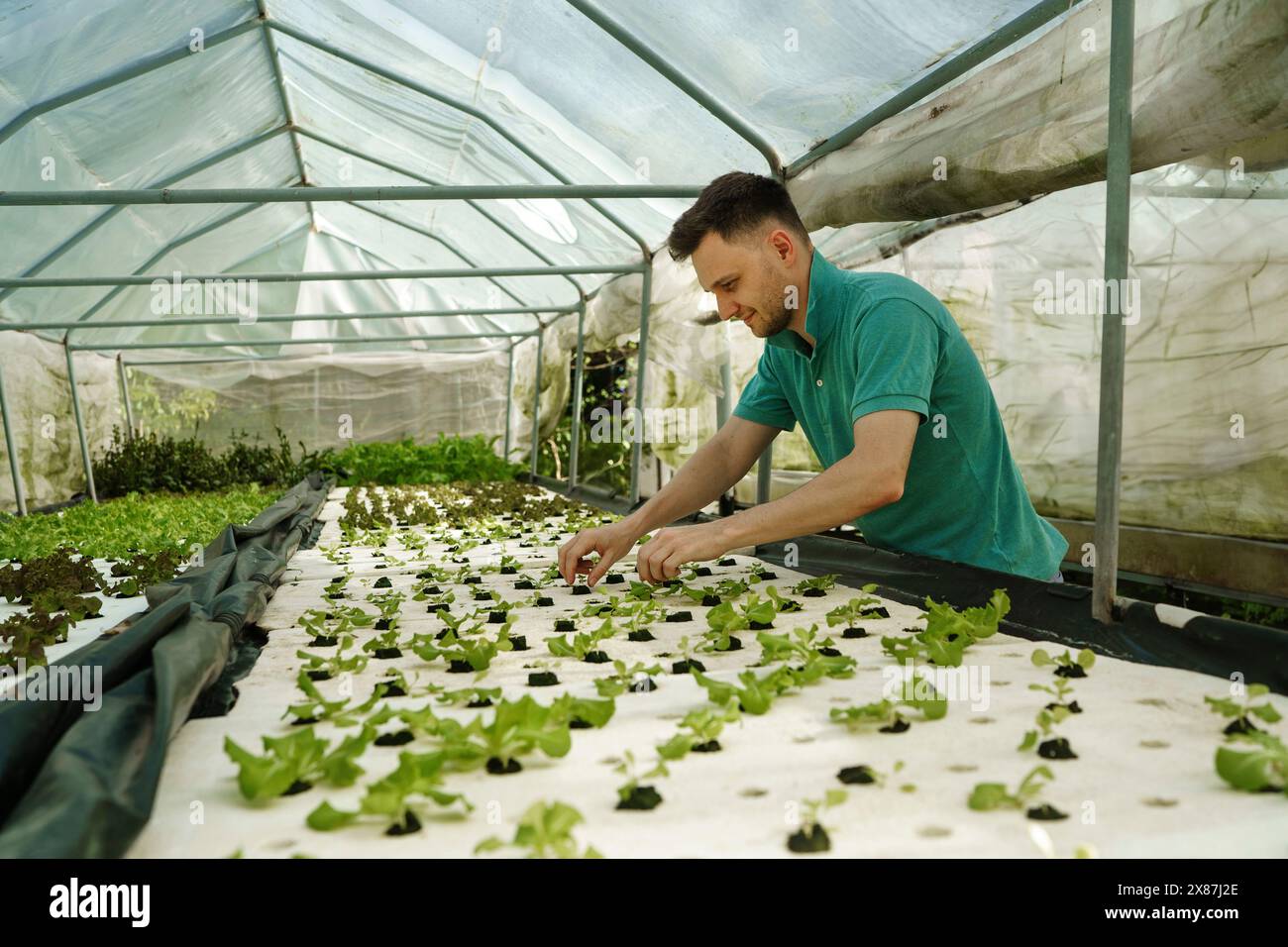 Landarbeiter, der Pflanzen im Gewächshaus anbaut Stockfoto