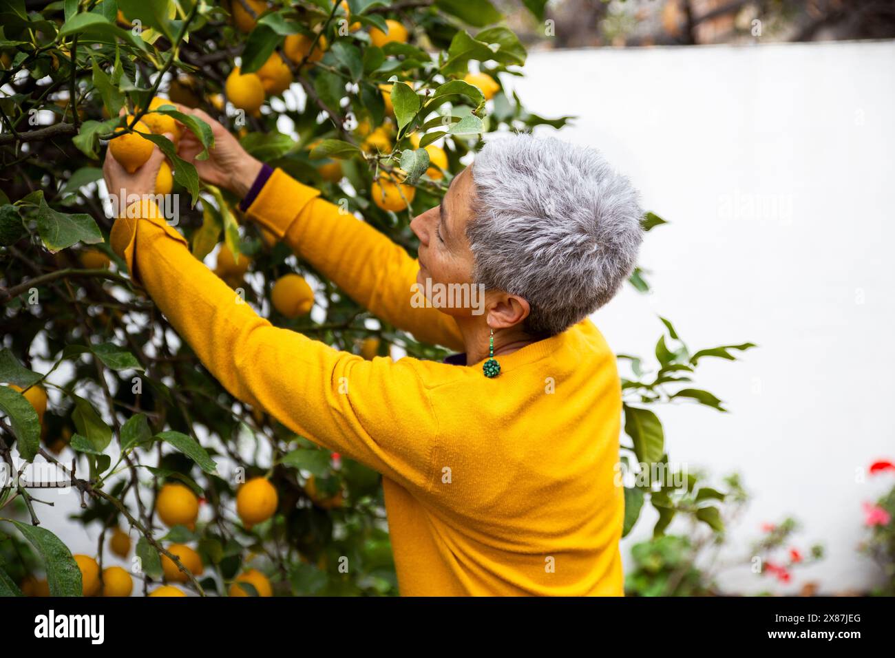 Frau, die Zitronen vom Baum im Garten pflückt Stockfoto