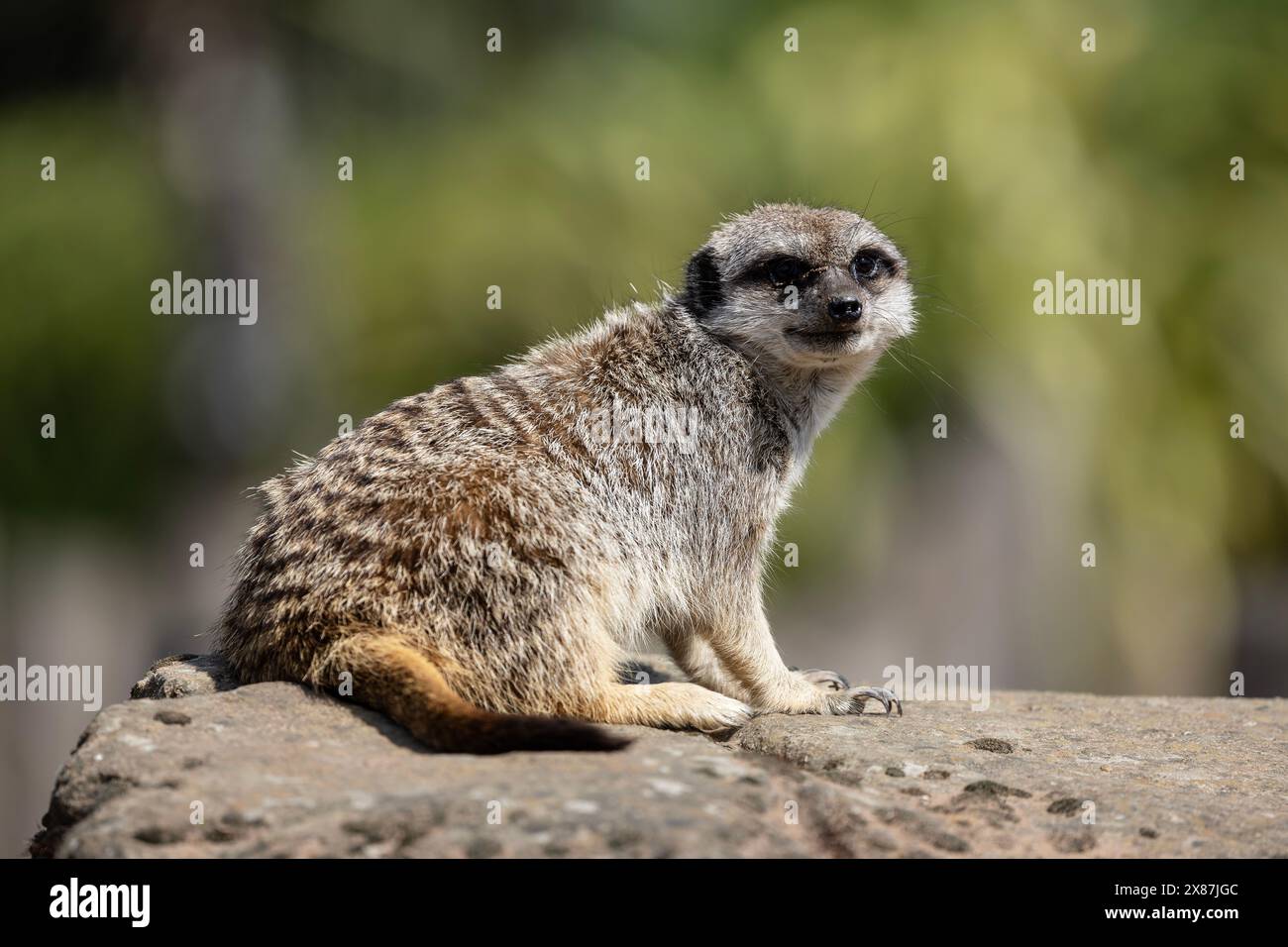 Ein Erdmännchen Suricata suricatta in Gefangenschaft, der auf einem Felsen vor der Kamera sitzt Stockfoto