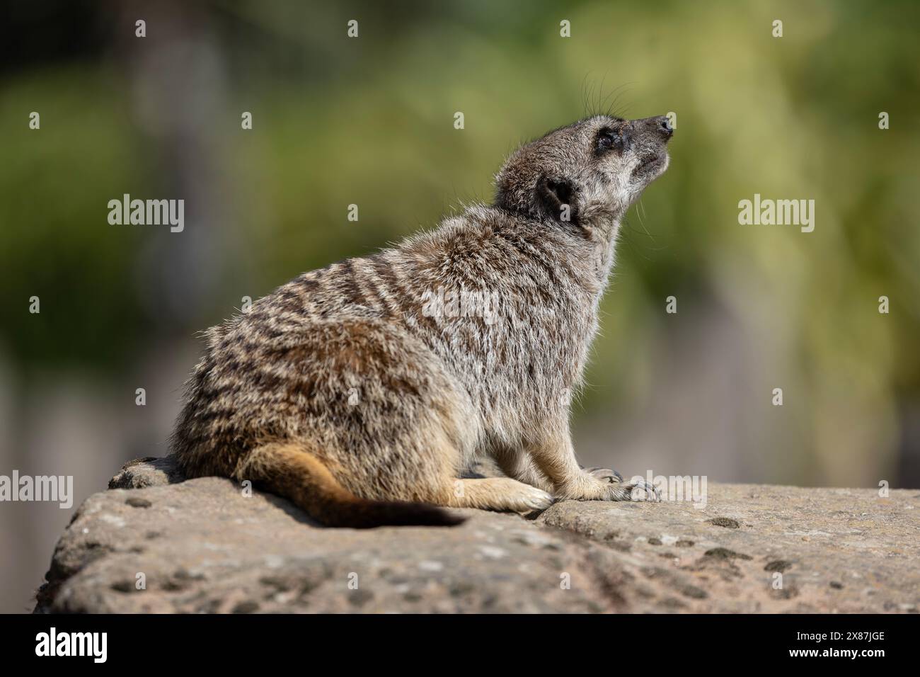 Ein Erdmännchen Suricata suricatta (Gefangener) im Profil, das auf einem Felsen thront und nach oben blickt Stockfoto