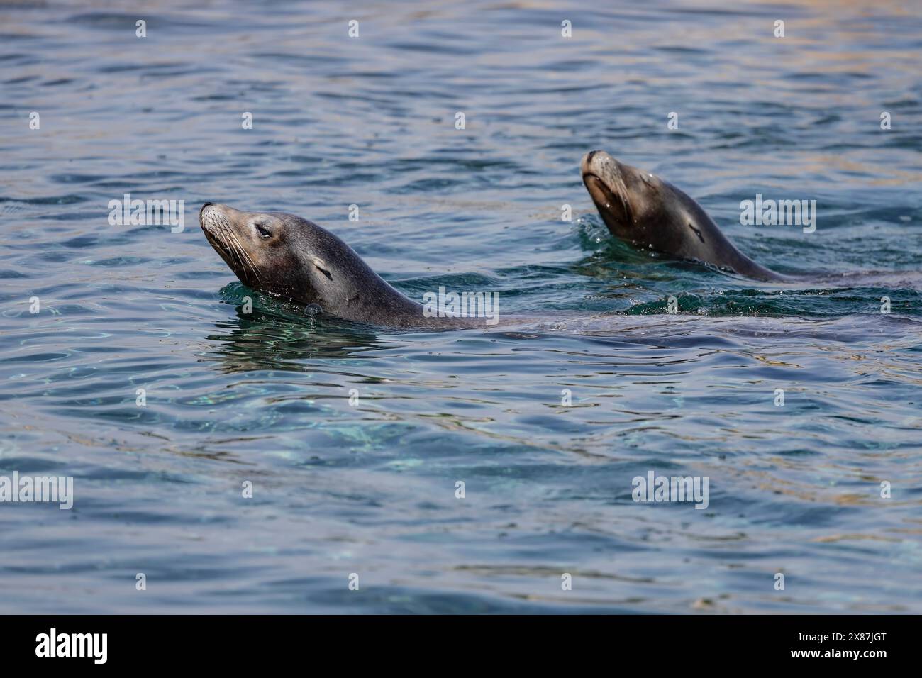 Ein Paar kalifornischer Seelöwen Zalophus californianus in Gefangenschaft, die mit ihren Köpfen über der Oberfläche im Wasser spielen Stockfoto