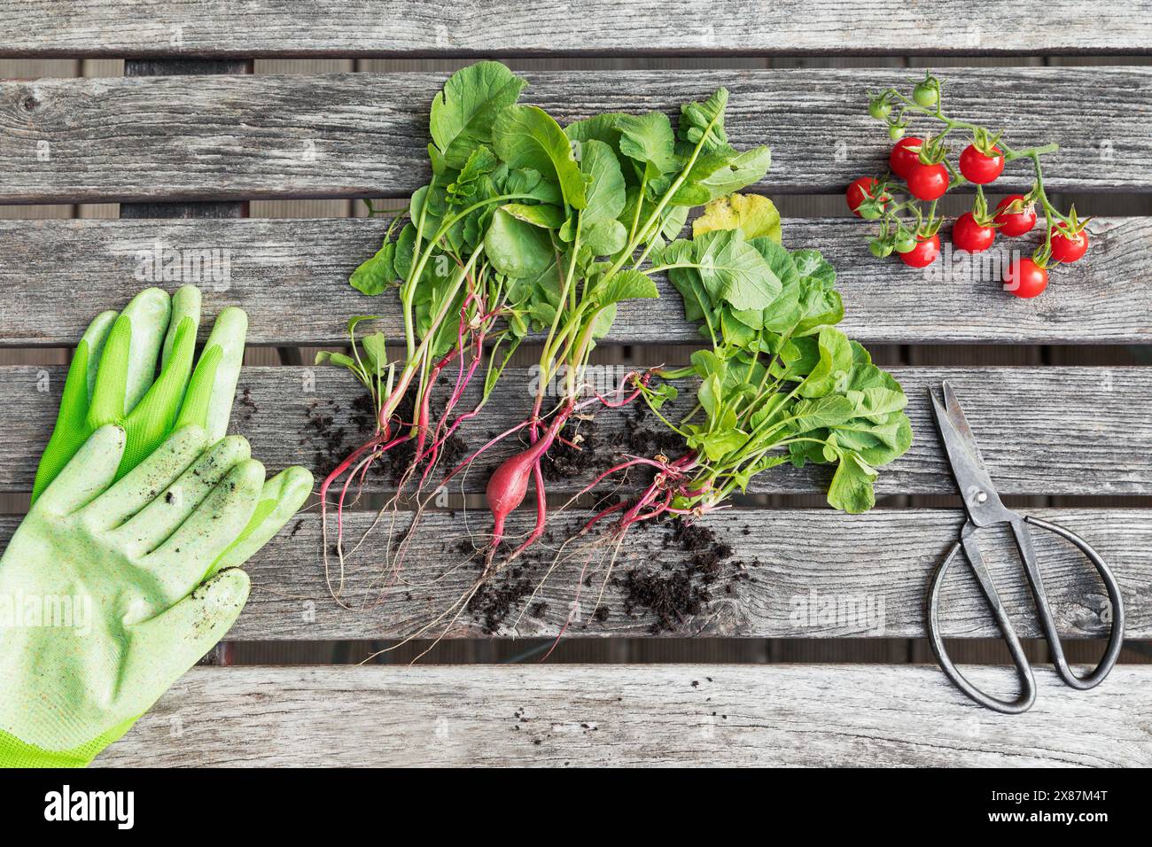 Frisch geernteter Rettich und Tomaten auf Holztisch Stockfoto