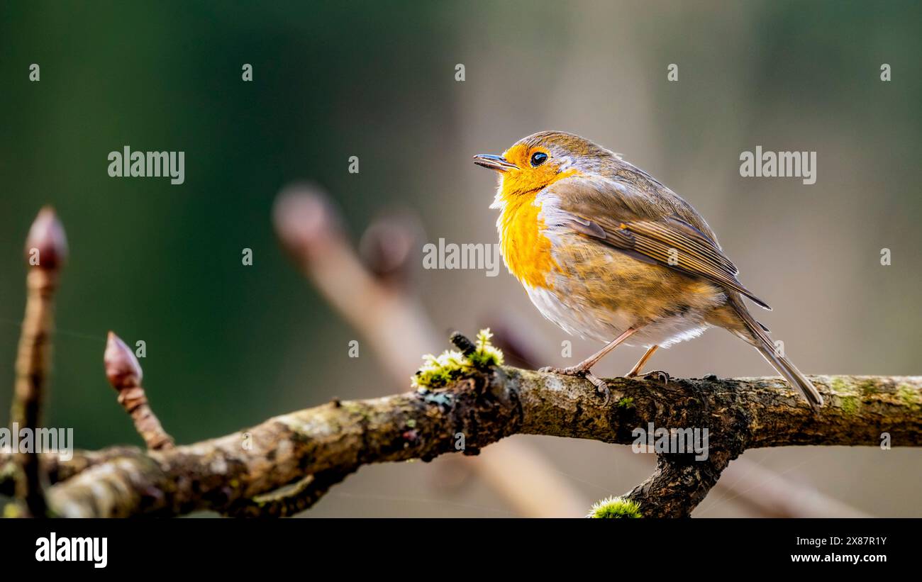 Porträt von robin (Erithacus rubecula), der auf einem Ast thront Stockfoto