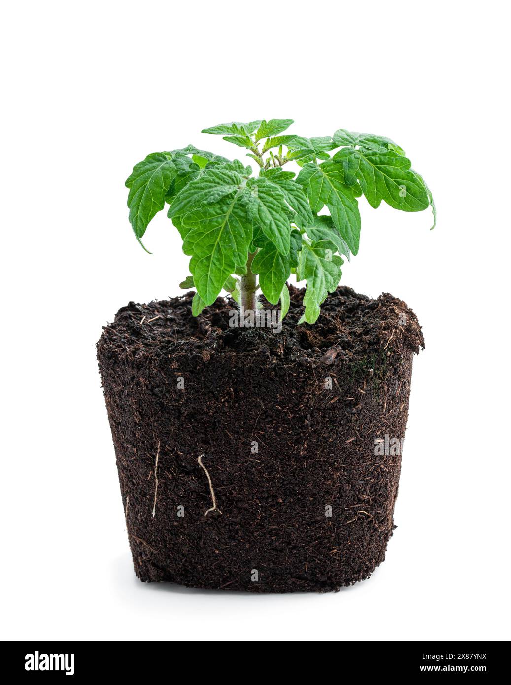 Frühe Zwergtomatensprossen mit Boden isoliert auf weiß Stockfoto Frühe Zwergtomatensprossen mit Boden isoliert auf weiß Stockfoto