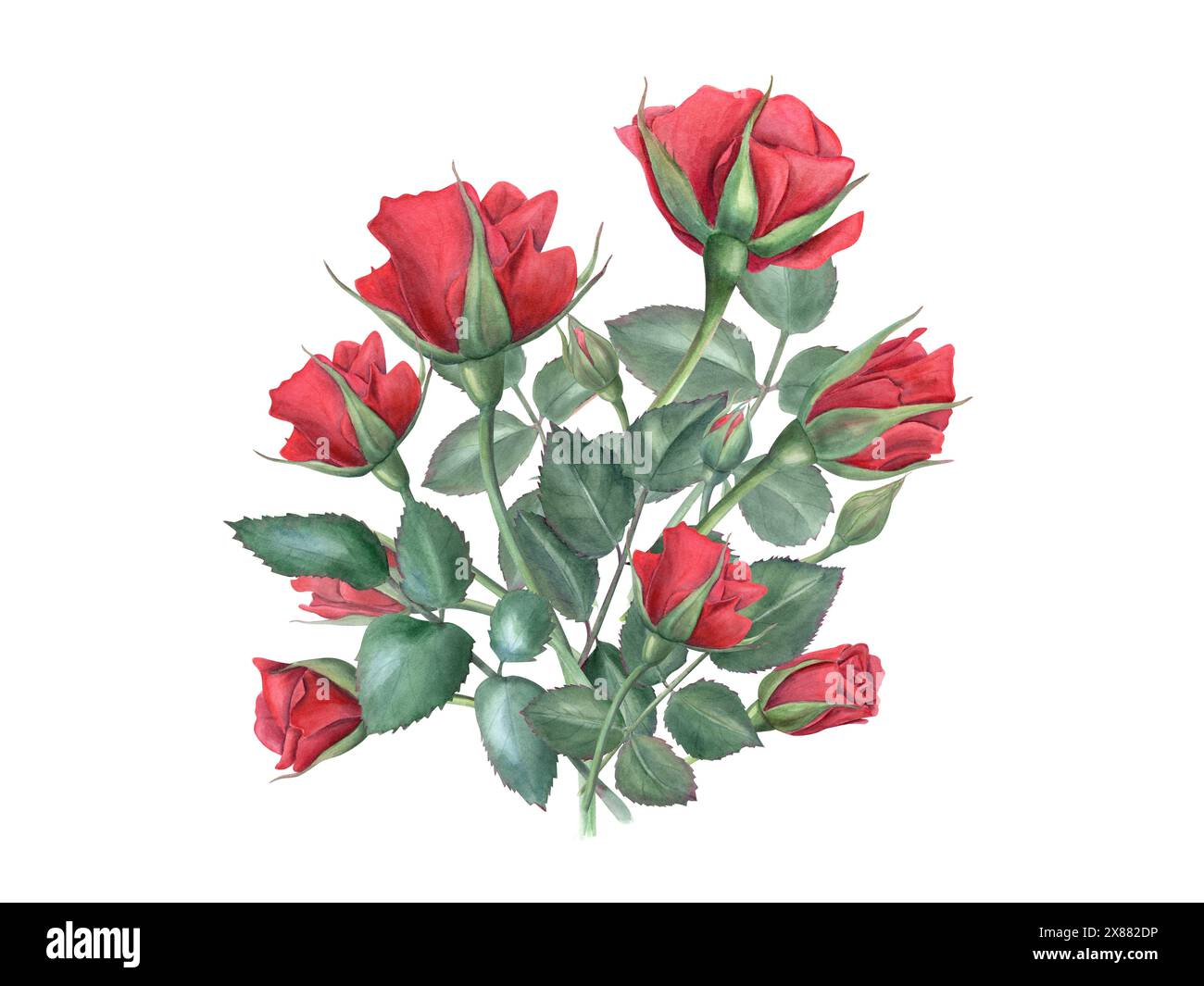 Rote Rosenstrauß. Elegante Blumen und grüne Blätter am Stiel. Romantische Blume. Realistische Rosen im Vintage-Stil. Aquarellabbildung Stockfoto