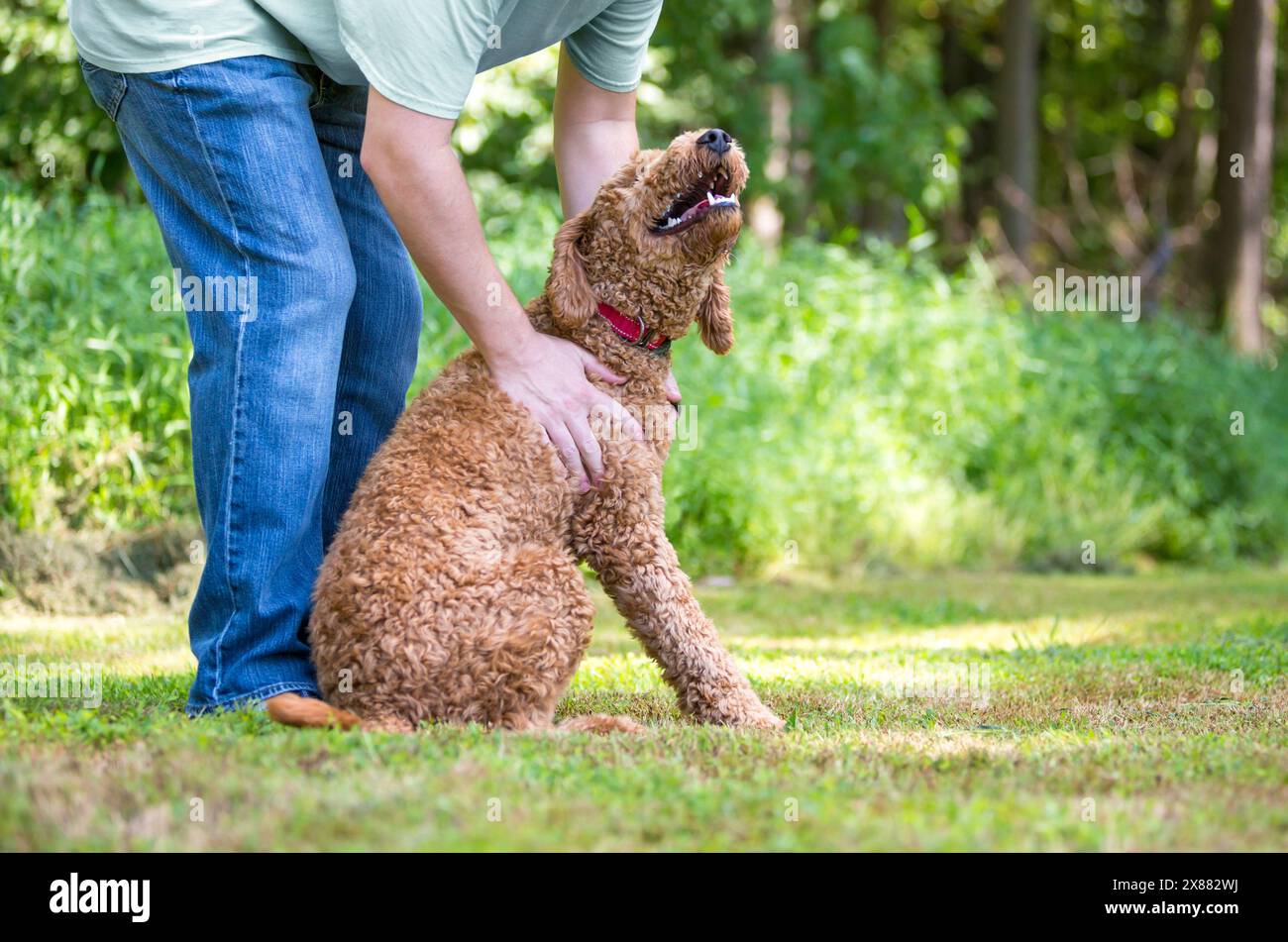 Eine Person, die einen Golden Retriever x Poodle Mischhund streichelt, auch bekannt als Goldendoodle Stockfoto