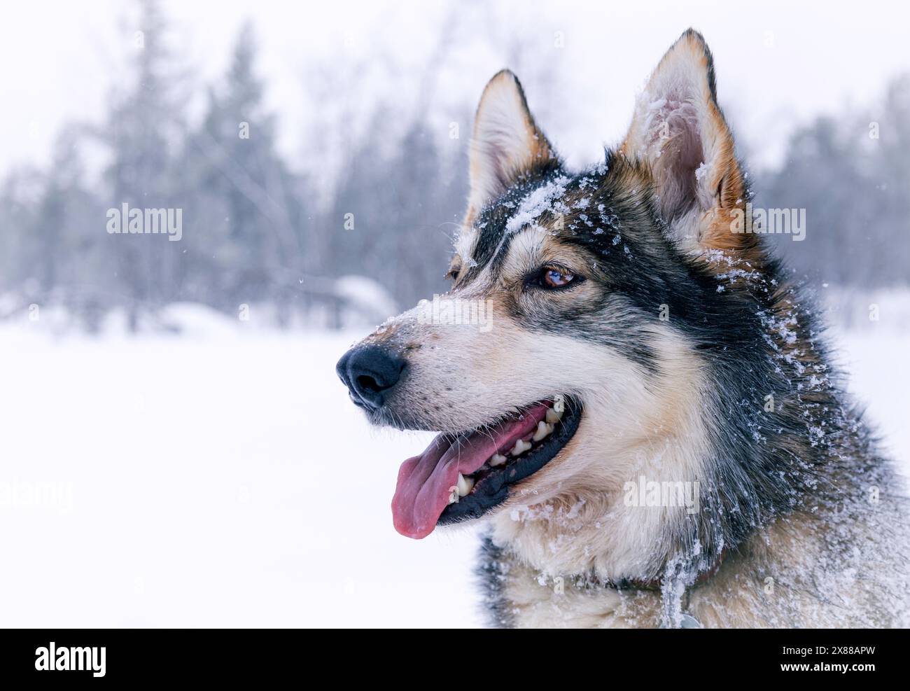 Flauschiger Husky-Hund bedeckt mit Schneeflocken Nahaufnahme, weißer schneebedeckter Hintergrund, Polarkreis, Finnisch Lappland, Hetta, Finnland. Schneeschlittenfahrt Mit Hunden Stockfoto