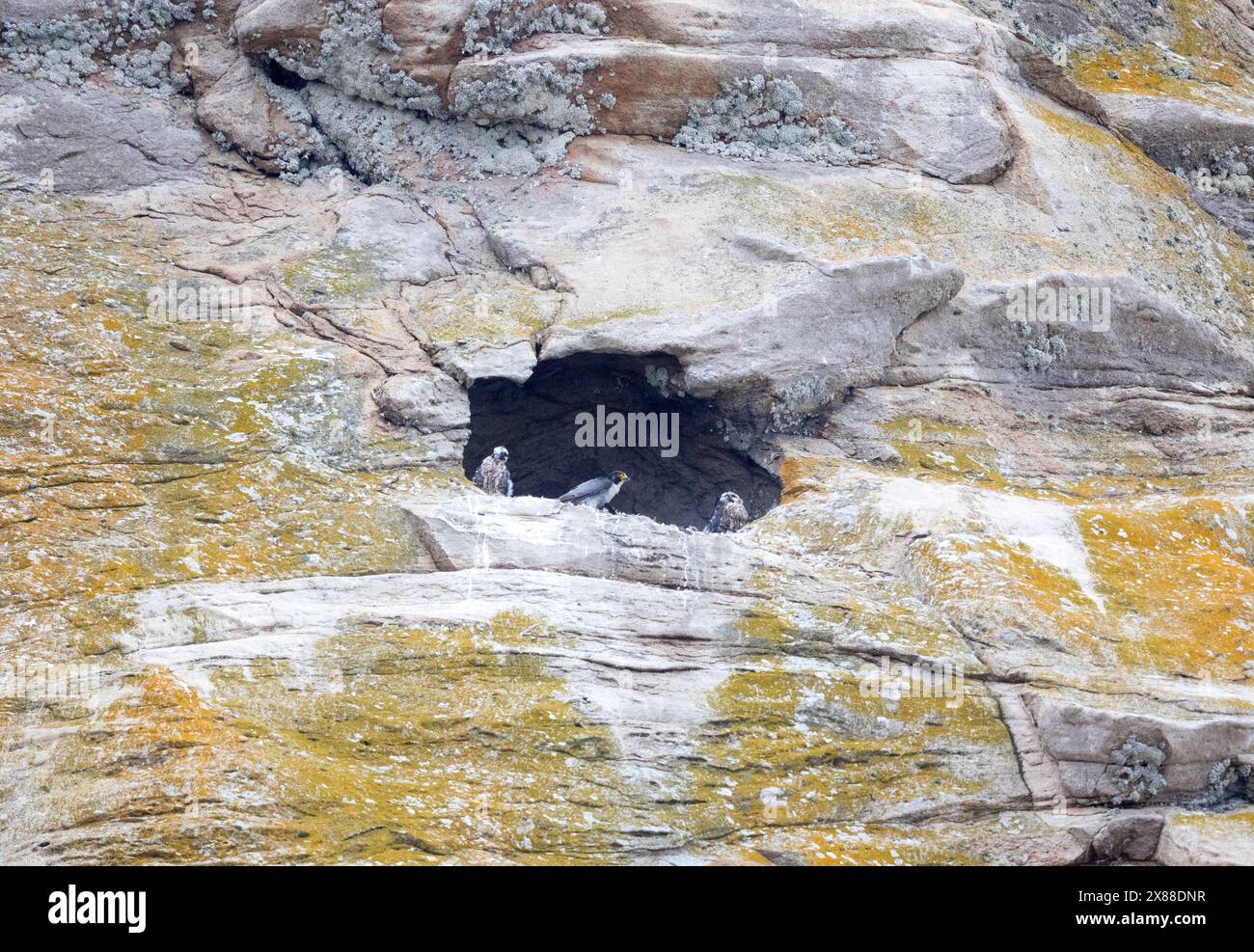 Ein Erwachsener und zwei Wanderfalken-Küken in Morro Rock Nest Stockfoto