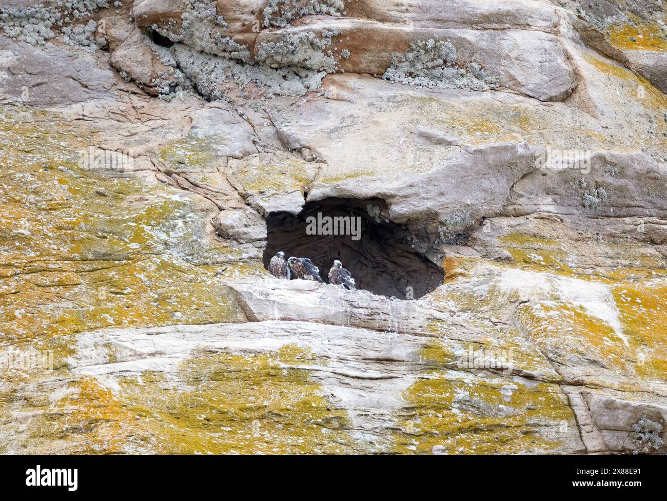 Drei Peregrine Falken Küken im Morro Rock Nest Stockfoto