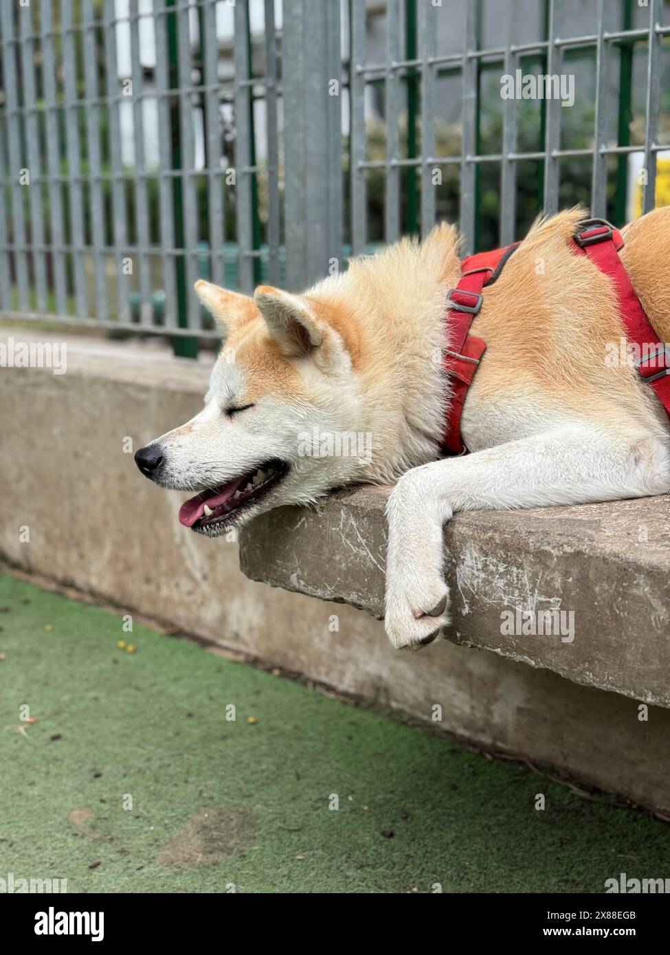 Akita-inu-Hund liegt auf einer Bank in einem Park in Buenos Aires, Argentinien Stockfoto