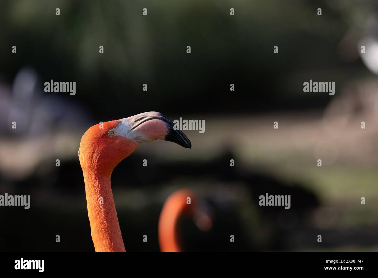 Nahaufnahme eines Flamingos mit rosa Gefieder, gelbem Auge und schwarzem Schnabel Stockfoto