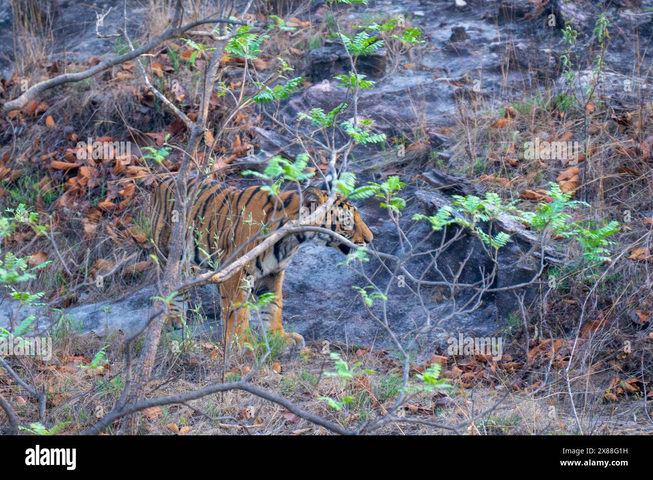 Indischer Tiger im bandhavgarh-Nationalpark Indien Stockfoto