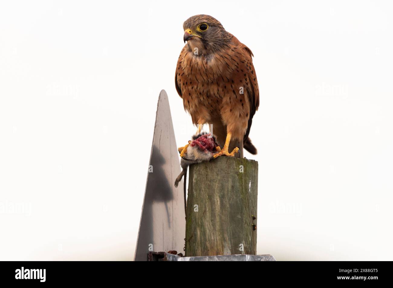 Langebaan Westküste Südafrika. 20.04.2024. Rock Kestrel isst eine Maus entlang der Westküste von Langebaan Southern African. Stockfoto