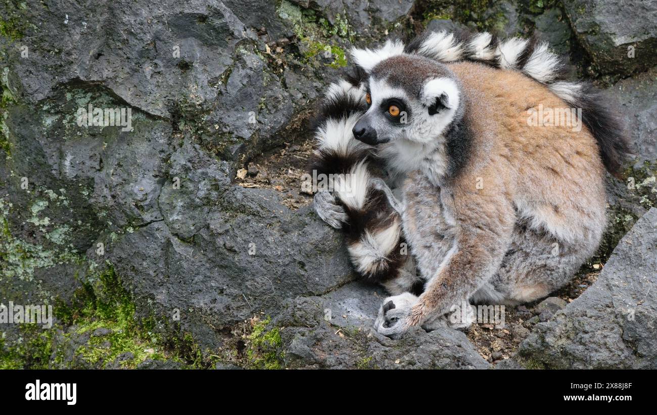 Ein Ringschwanzlemur, der auf einer felsigen Oberfläche sitzt und seinen gestreiften Schwanz hält. Der Lemur hat einen grauen Körper, ein weißes Gesicht und schwarze Ringe um seine Augen und t Stockfoto