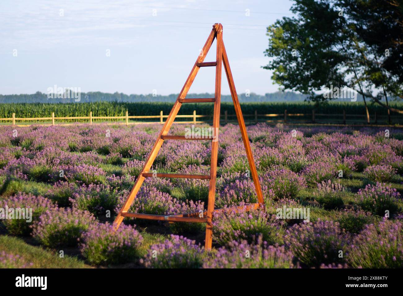 Feld mit jungen Lavendelbüschen blühend Stockfoto