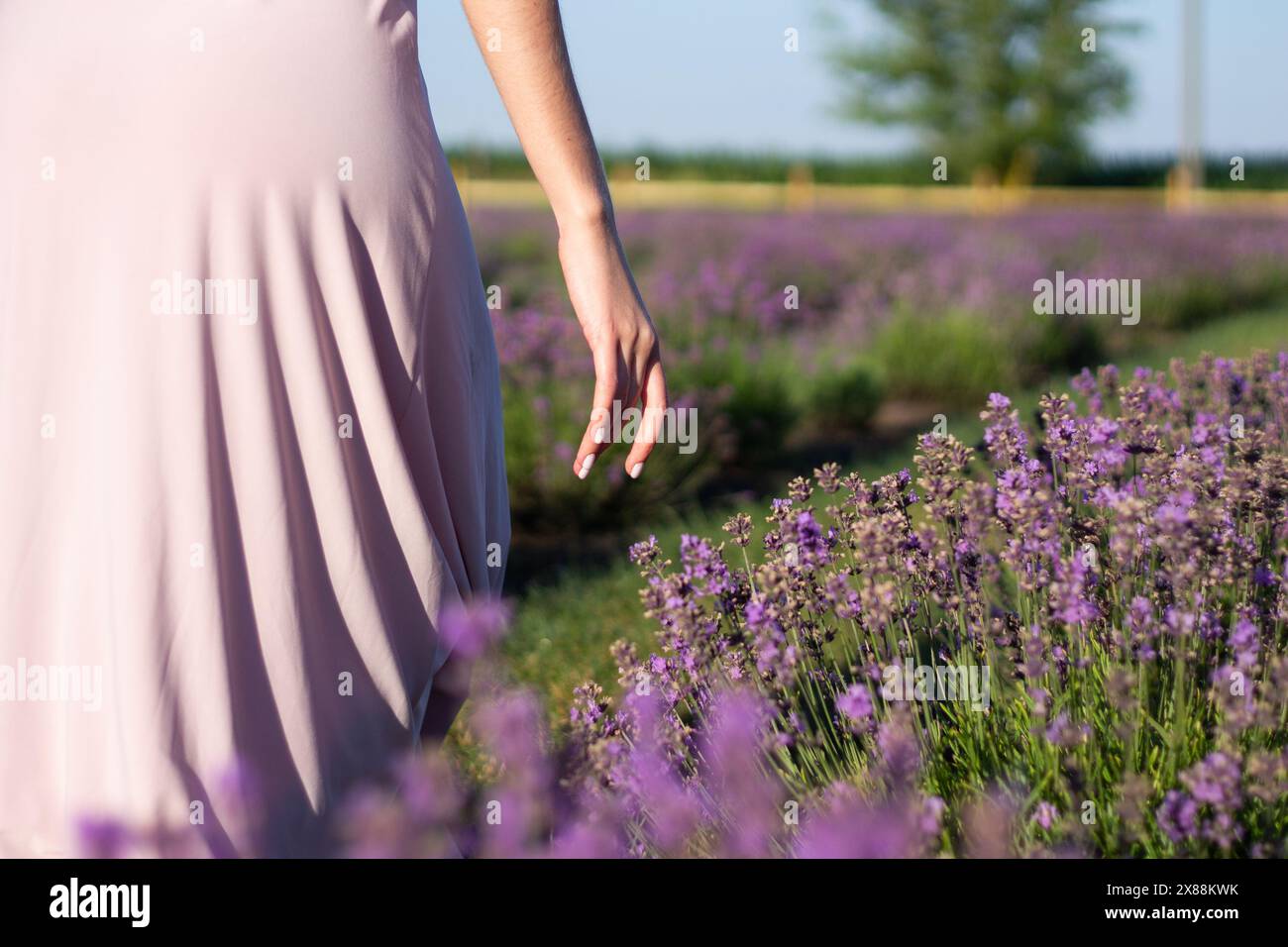 Die Hand einer Frau, die auf einem blühenden Lavendelfeld im lavendelfarbenen Kleid läuft Stockfoto