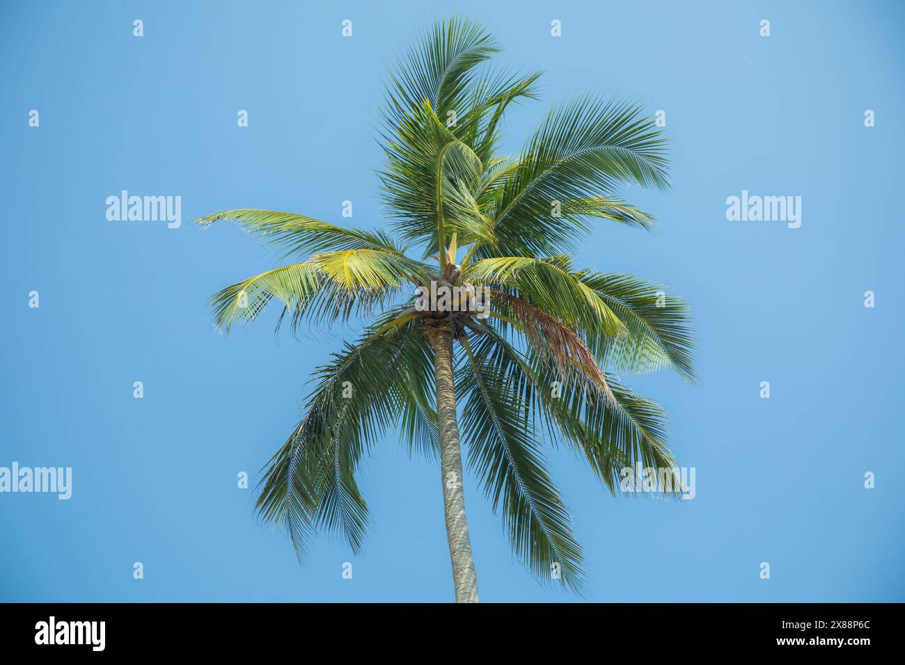 Silhouetten einer wunderschönen Palme vor blauem Himmel in heißem Land. Stockfoto