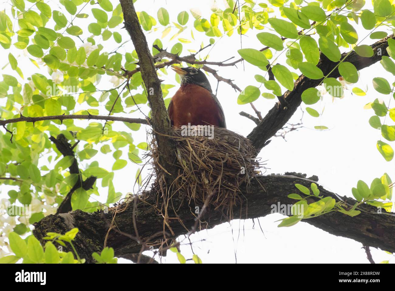 amerikanischer rotkehlchen, der in einem Nest sitzt, umgeben von grünem Laub, Spring Stockfoto