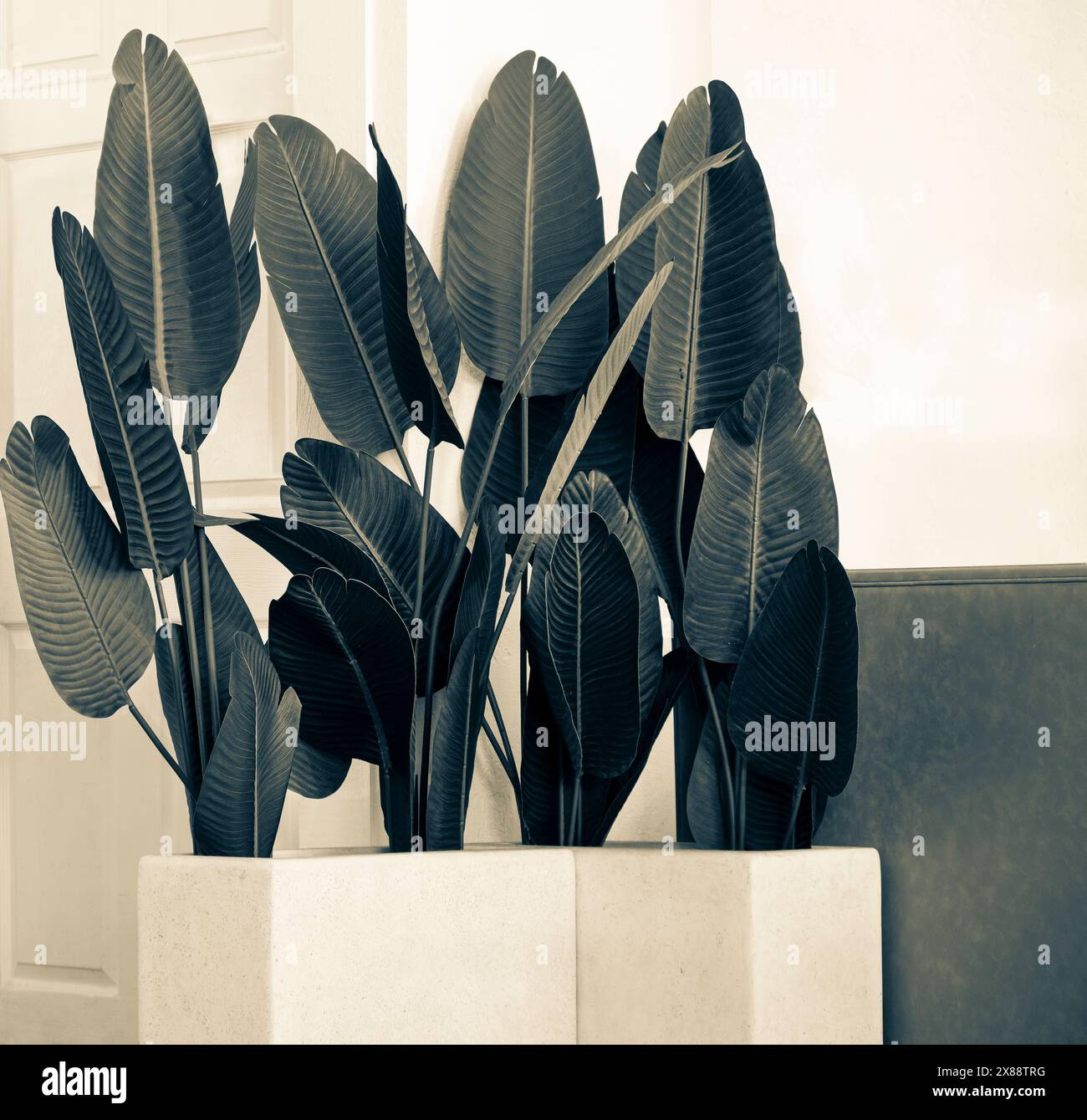 Modernes Boho-Zimmer im Kaffeehaus mit rechteckigen weißen Pflanzgefäßen mit mehreren Bananenblattpflanzen, die ein minimalistisches und helles, sauberes Dekor schaffen Stockfoto