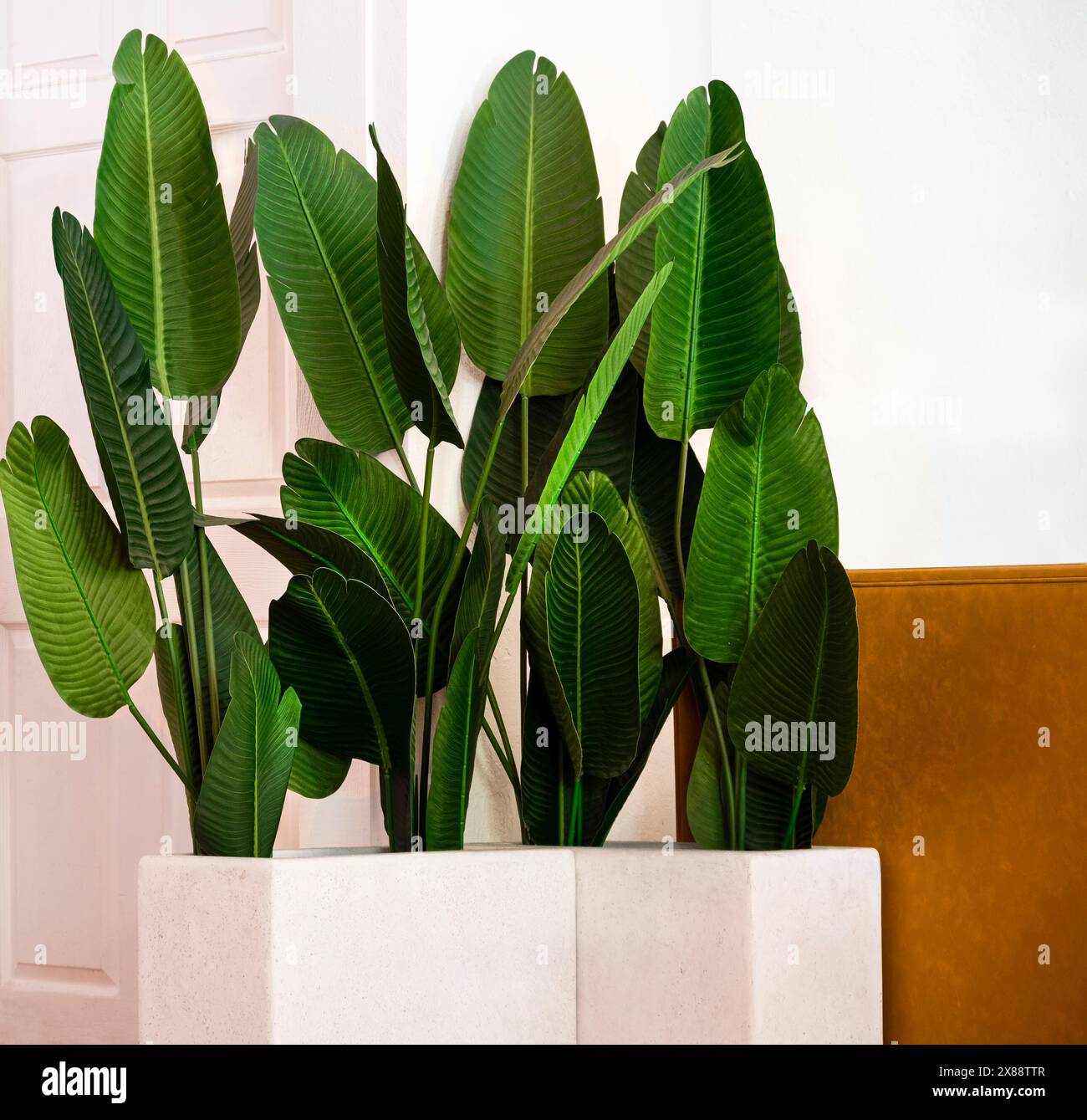 Modernes Zimmer mit rechteckigen weißen Pflanzgefäßen mit mehreren Bananenblattpflanzen für eine minimalistische und helle, saubere Inneneinrichtung Stockfoto