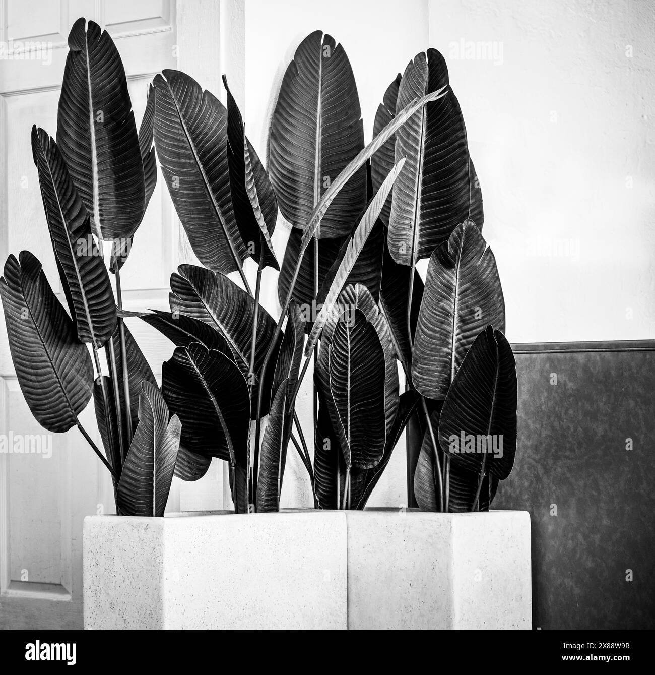 Modernes Boho-Zimmer im Kaffeehaus mit rechteckigen weißen Pflanzgefäßen mit mehreren Bananenblattpflanzen für ein minimalistisches und helles, sauberes Dekor in Schwarzweiß Stockfoto