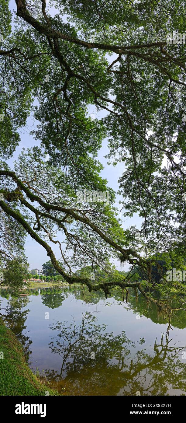 Wunderschönes Spiegelbild der Äste des Regenwaldes, die am See hängen. Stockfoto