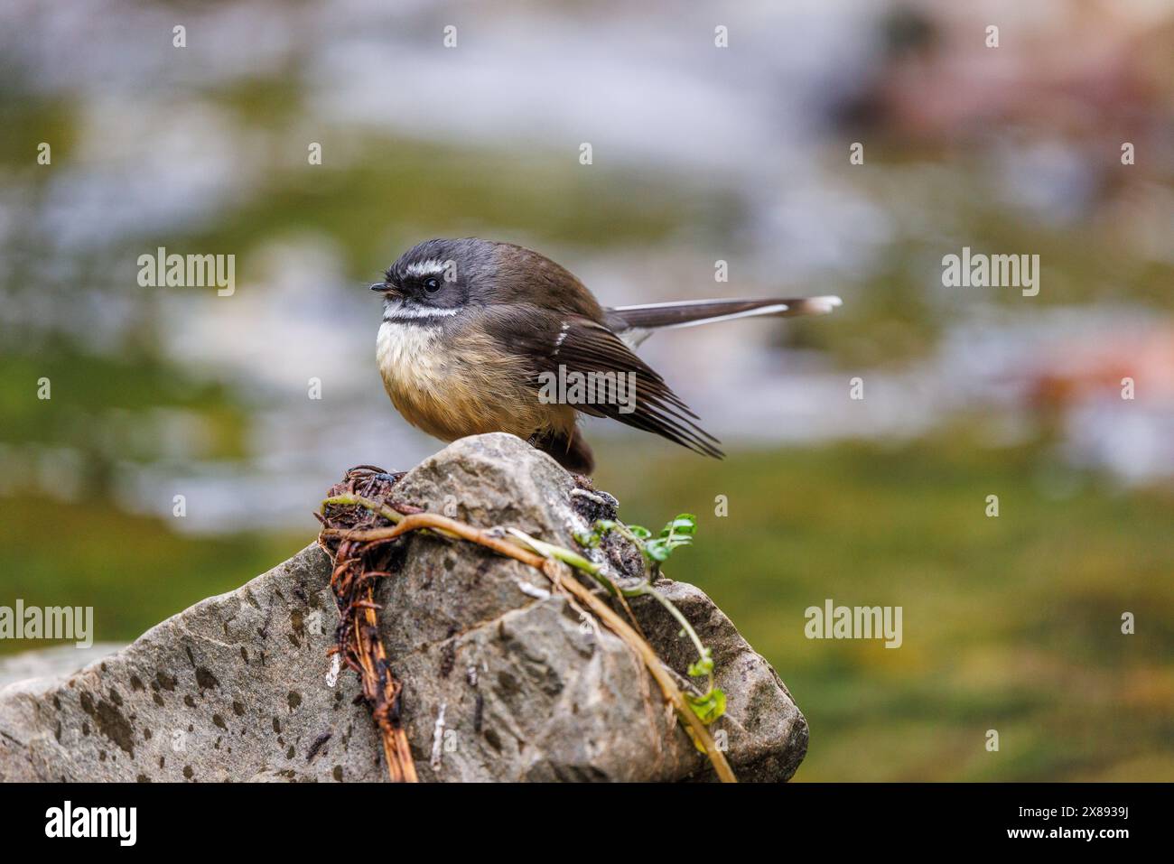 Ein Bild eines kleinen Vogels, der auf einem Felsen in der Mitte eines Baches steht. Der Vogel ist ein Piwakawaka oder ein neuseeländischer Fantail Stockfoto