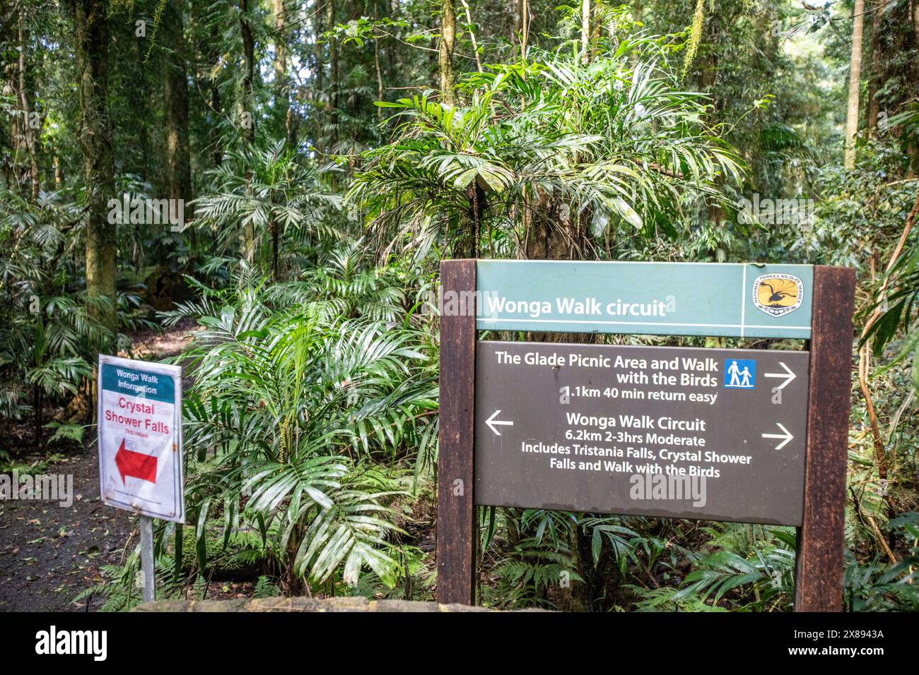 Dorrigo Nationalpark, Wonga Walk Rundkurs durch den Gondwana Regenwald zu Crystal Shower Falls, New South Wales, Australien Stockfoto