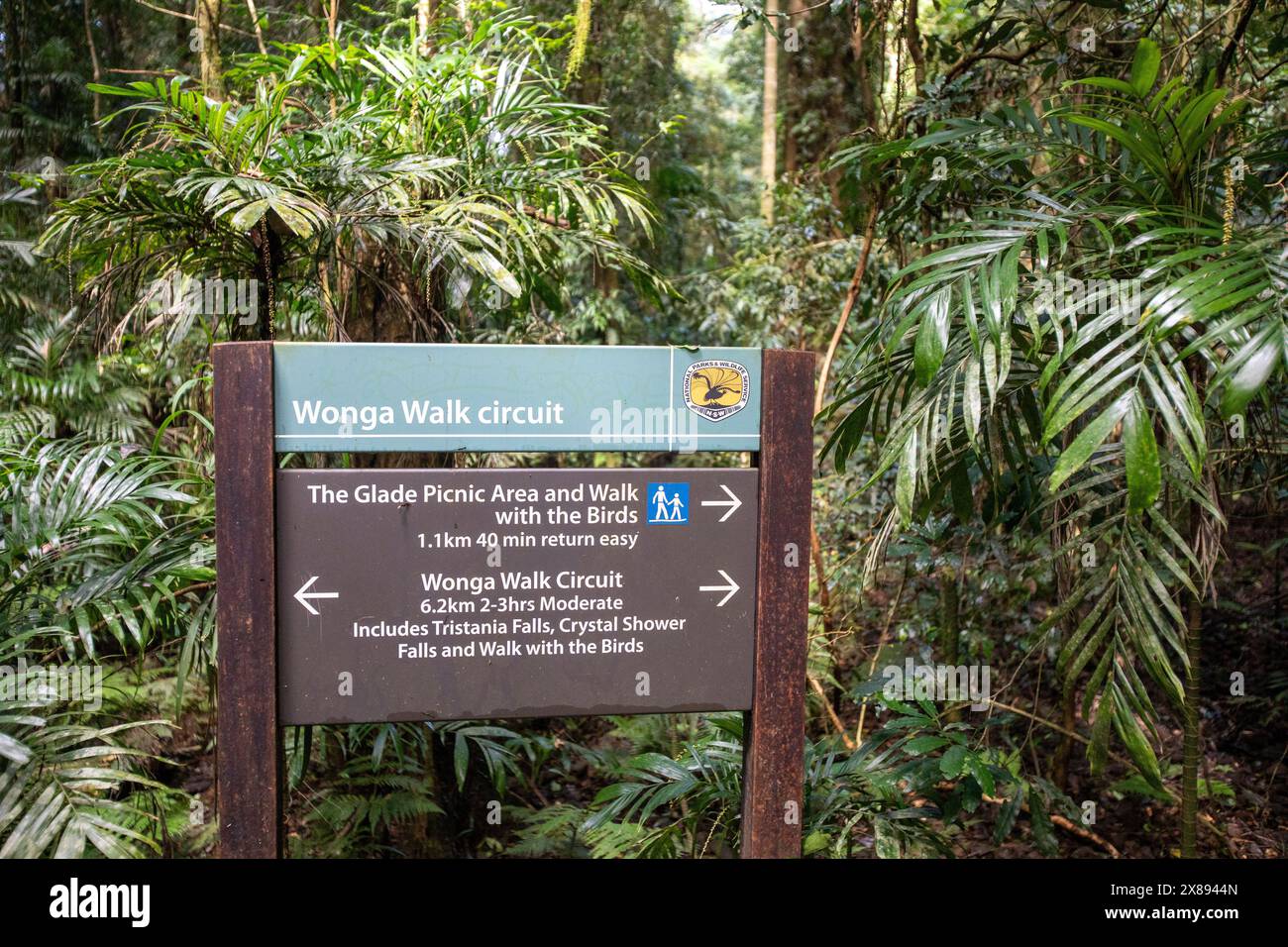 Dorrigo Nationalpark, Wonga Walk Rundkurs durch den Gondwana Regenwald zu Crystal Shower Falls, New South Wales, Australien Stockfoto