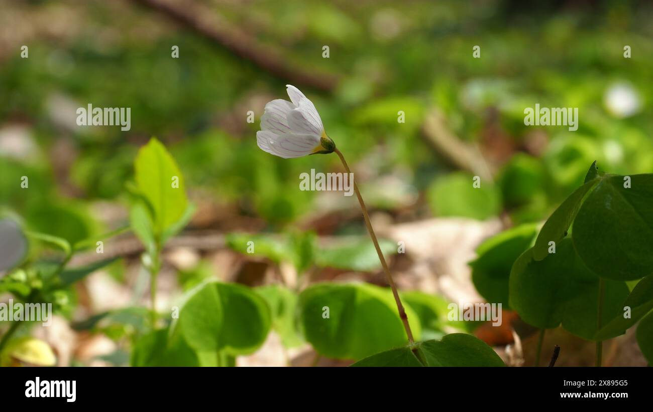 Weiße Blüten - Oxalis acetosella (der Sauerampfer oder Sauerampfer) in einem Wald von Stettiner Polen Stockfoto