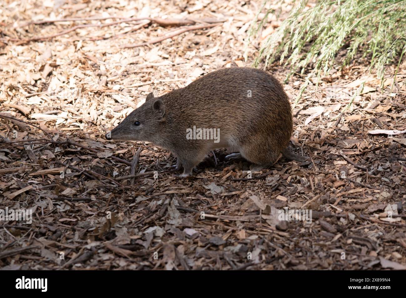 Bandicoots sind ungefähr so groß wie eine Ratte und haben eine spitze Schnauze, einen buckligen Rücken, einen dünnen Schwanz und große Hinterfüße Stockfoto