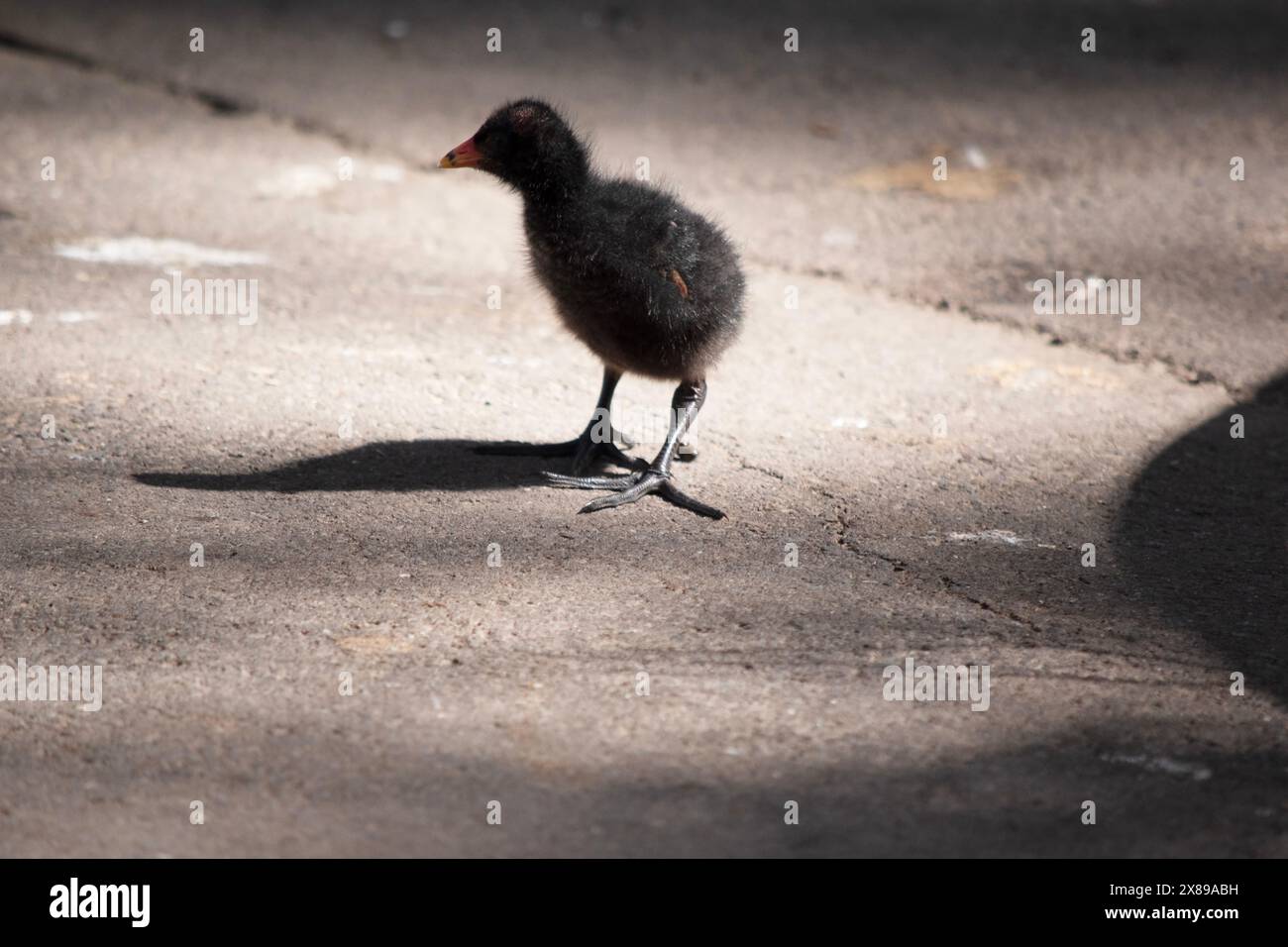 Das dunkle Moorhenküken sucht seine Mutter Stockfoto